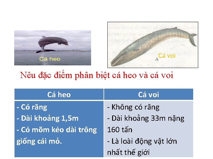 Cá voi Nêu đặc điểm phân biệt cá heo và cá voi Cá heo