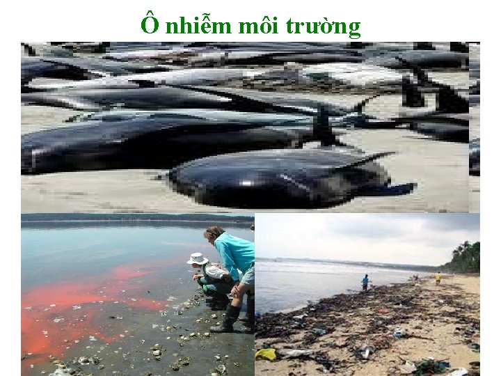 Ô nhiễm môi trường 