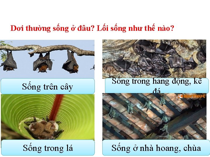 Dơi thường sống ở đâu? Lối sống như thế nào? Sống trên cây Sống