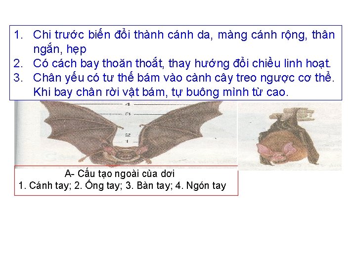 1. Chi trước biến đổi thành cánh da, màng cánh rộng, thân ngắn, hẹp