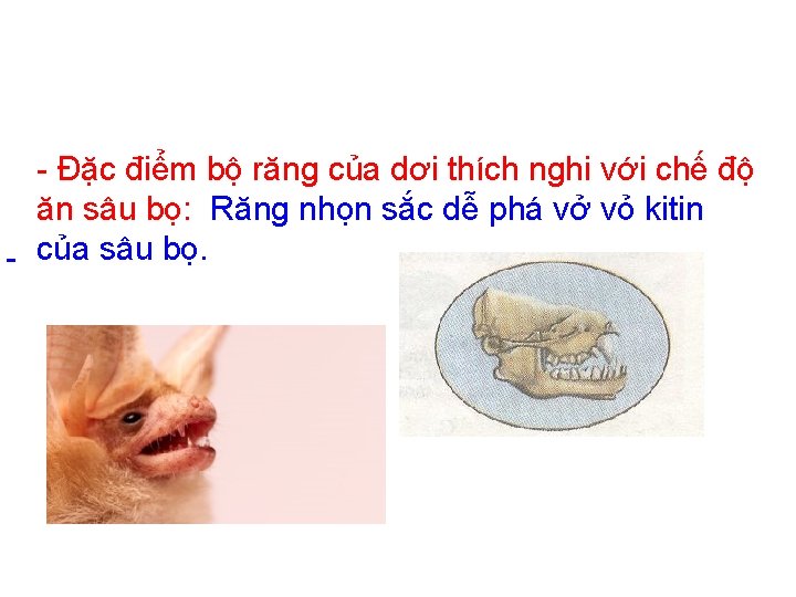 - Đặc điểm bộ răng của dơi thích nghi với chế độ ăn sâu