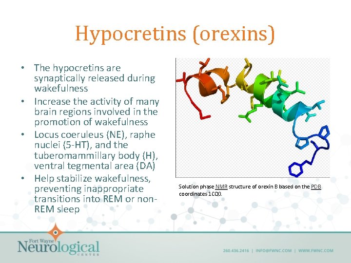 Hypocretins (orexins) • The hypocretins are synaptically released during wakefulness • Increase the activity
