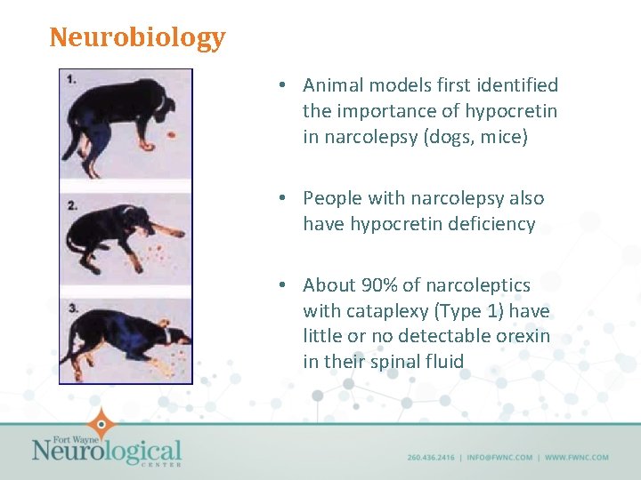 Neurobiology • Animal models first identified the importance of hypocretin in narcolepsy (dogs, mice)