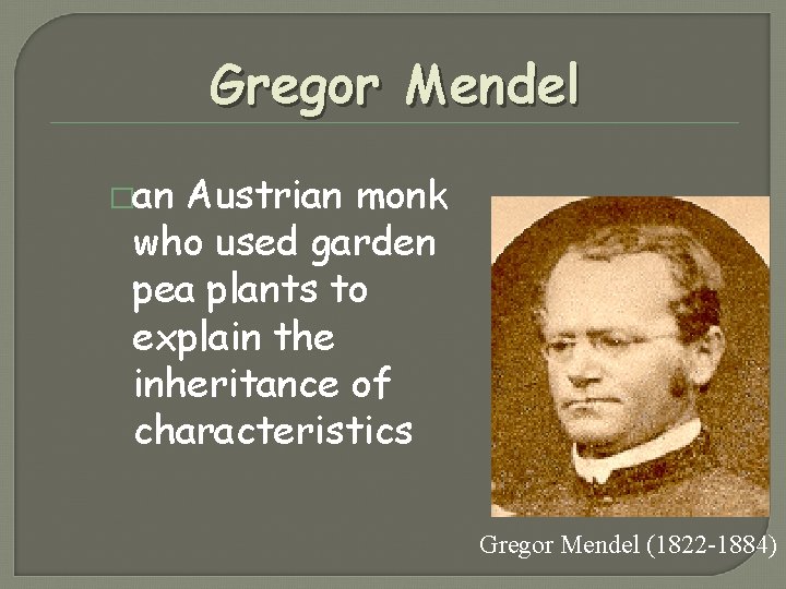 Gregor Mendel �an Austrian monk who used garden pea plants to explain the inheritance Gregor Mendel �an Austrian monk who used garden pea plants to explain the inheritance