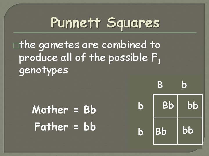 Punnett Squares �the gametes are combined to produce all of the possible F 1 Punnett Squares �the gametes are combined to produce all of the possible F 1