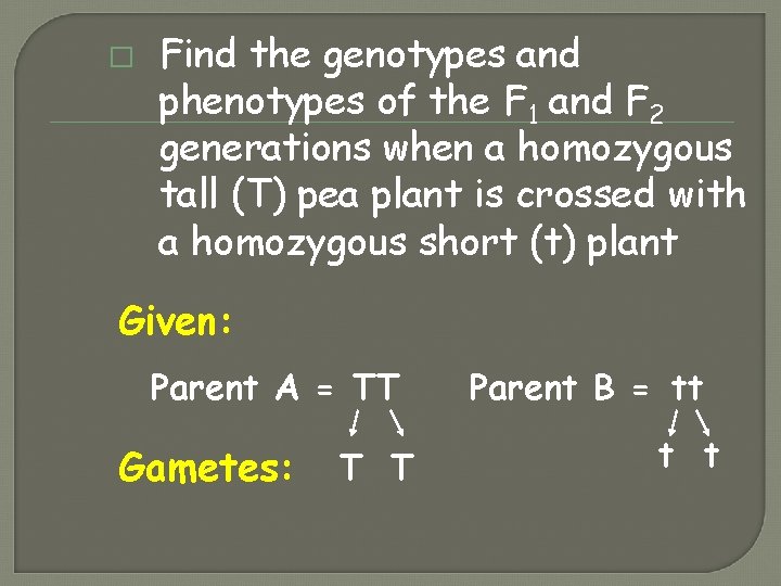 � Find the genotypes and phenotypes of the F 1 and F 2 generations � Find the genotypes and phenotypes of the F 1 and F 2 generations