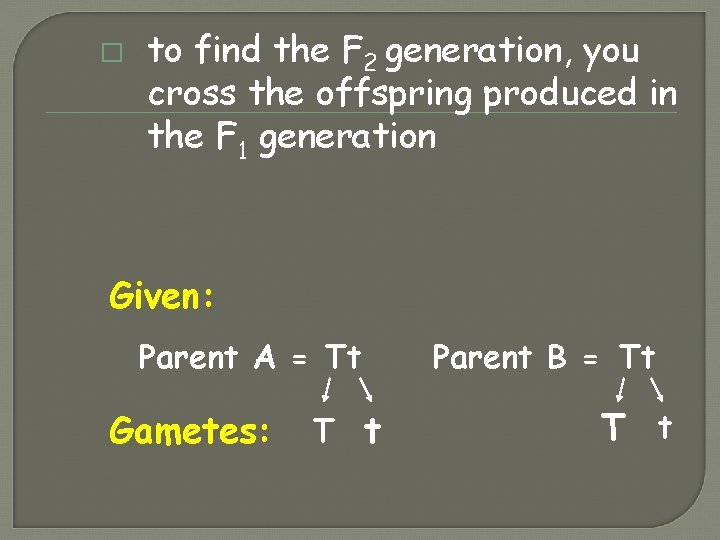 � to find the F 2 generation, you cross the offspring produced in the � to find the F 2 generation, you cross the offspring produced in the