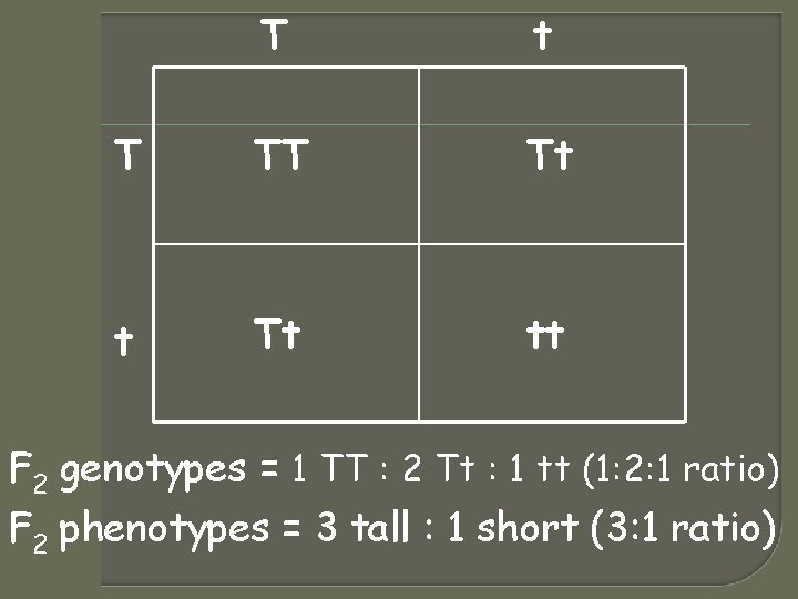 T t T TT Tt tt F 2 genotypes = 1 TT : 2 T t T TT Tt tt F 2 genotypes = 1 TT : 2