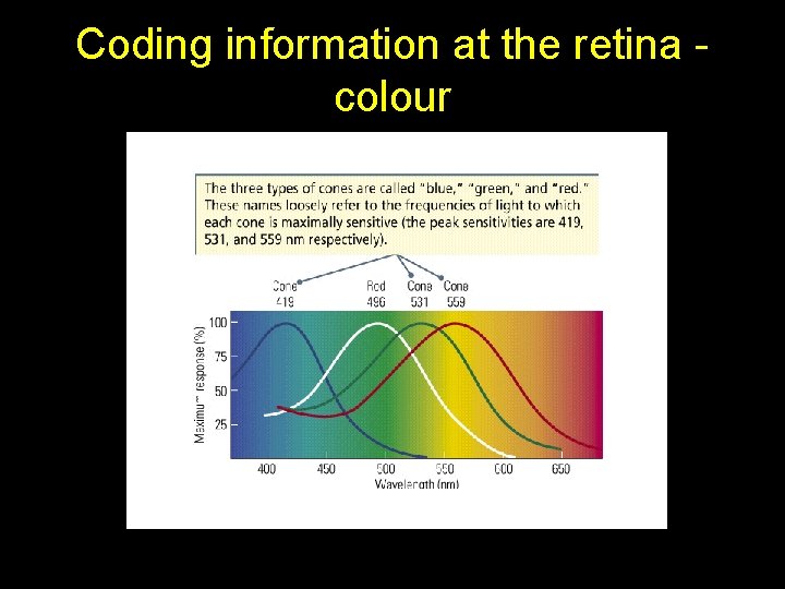 Vision The Visible Spectrum Light is electromagnetic energy