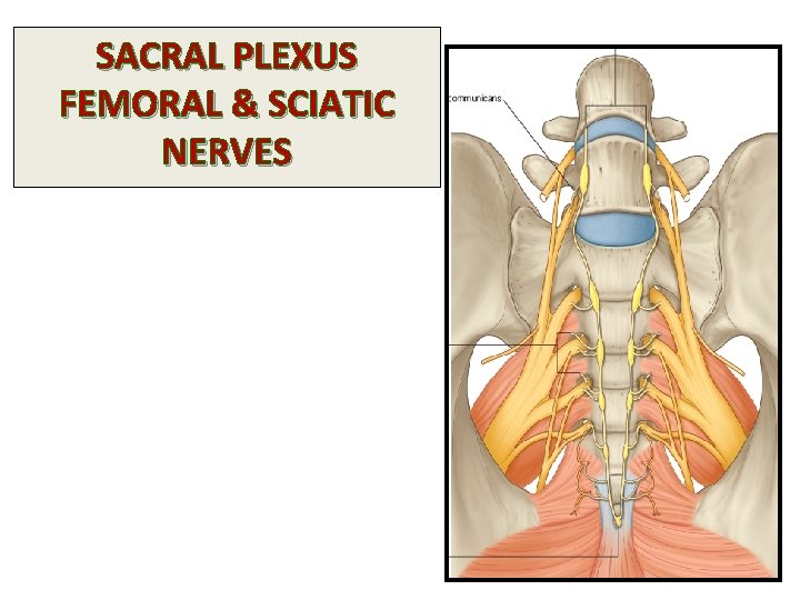 SACRAL PLEXUS FEMORAL & SCIATIC NERVES 