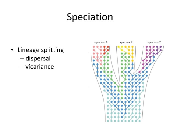 Speciation • Lineage splitting – dispersal – vicariance 