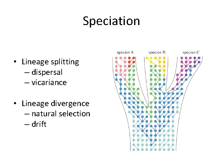 Speciation • Lineage splitting – dispersal – vicariance • Lineage divergence – natural selection