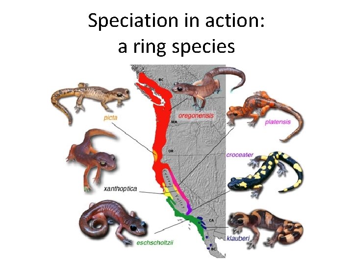 Speciation in action: a ring species 