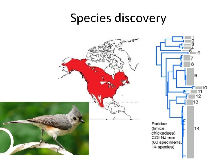 Species discovery 