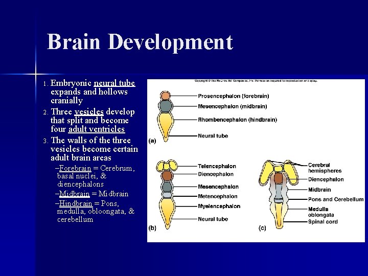 Brain Development 1. Embryonic neural tube expands and hollows cranially 2. Three vesicles develop