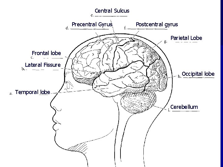 Central Sulcus Precentral Gyrus Postcentral gyrus Parietal Lobe Frontal lobe Lateral Fissure Occipital lobe