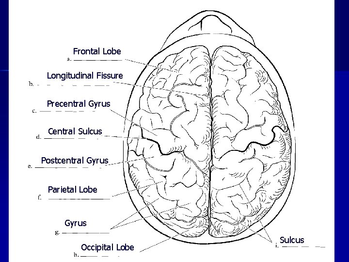 Frontal Lobe Longitudinal Fissure Precentral Gyrus Central Sulcus Postcentral Gyrus Parietal Lobe Gyrus Occipital