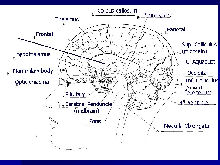 Corpus callosum Thalamus Pineal gland Parietal Frontal Sup. Colliculus (midbrain) hypothalamus C. Aquaduct Mammilary