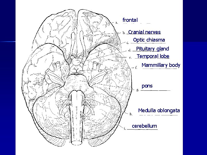 frontal Cranial nerves Optic chiasma Pituitary gland Temporal lobe Mammillary body pons Medulla oblongata