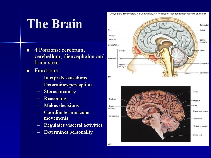 The Brain n n 4 Portions: cerebrum, cerebellum, diencephalon and brain stem Functions: –