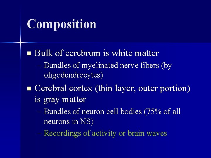 Composition n Bulk of cerebrum is white matter – Bundles of myelinated nerve fibers