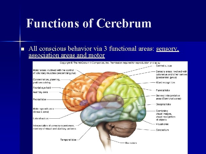 Functions of Cerebrum n All conscious behavior via 3 functional areas: sensory, association areas