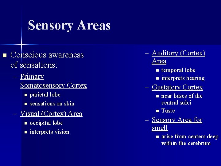 Sensory Areas n Conscious awareness of sensations: – Primary Somatosensory Cortex n n parietal