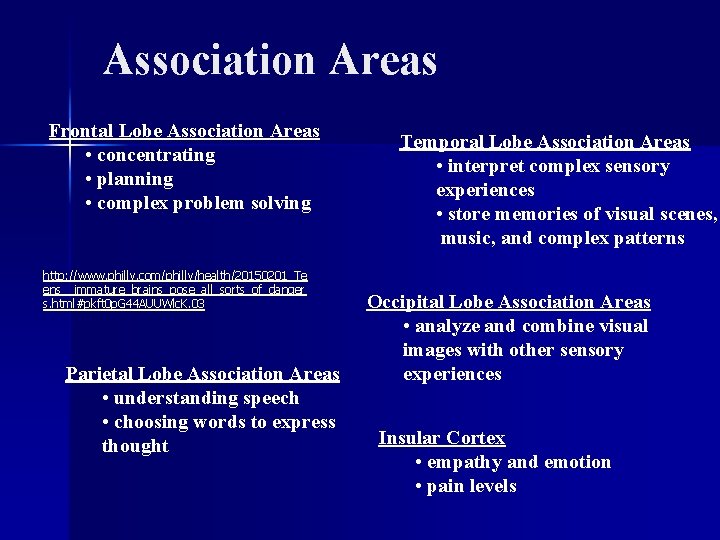 Association Areas Frontal Lobe Association Areas • concentrating • planning • complex problem solving