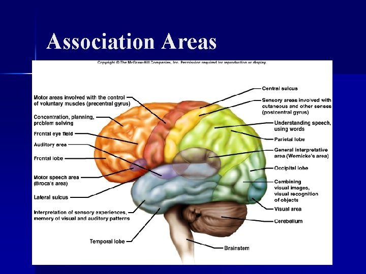 Association Areas 