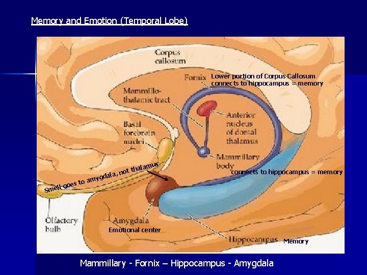Memory and Emotion (Temporal Lobe) Lower portion of Corpus Callosum connects to hippocampus =