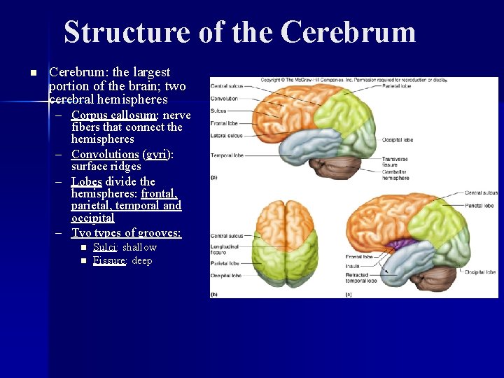 Structure of the Cerebrum n Cerebrum: the largest portion of the brain; two cerebral