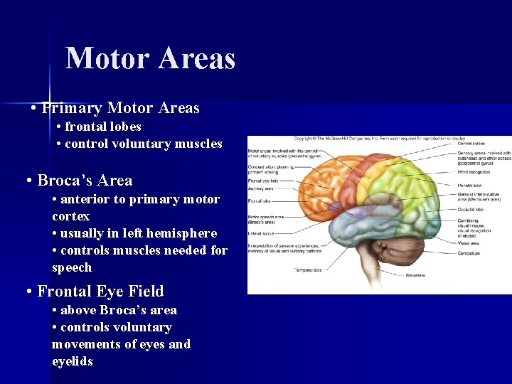 Motor Areas • Primary Motor Areas • frontal lobes • control voluntary muscles •