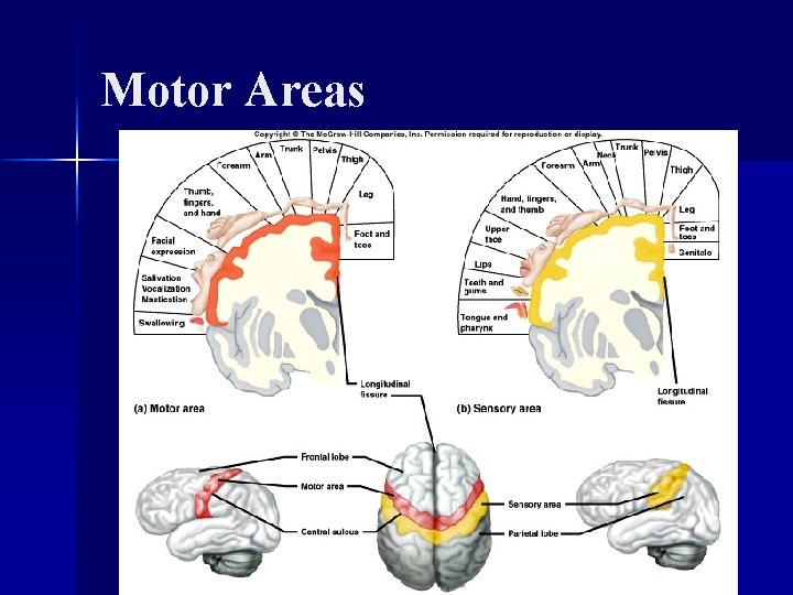 Motor Areas 