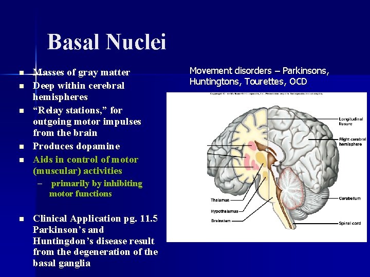 Basal Nuclei n n n Masses of gray matter Deep within cerebral hemispheres “Relay