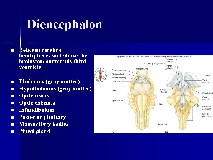 Diencephalon n Between cerebral hemispheres and above the brainstem surrounds third ventricle n Thalamus