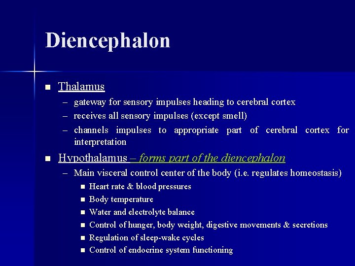 Diencephalon n Thalamus – gateway for sensory impulses heading to cerebral cortex – receives