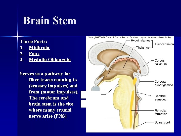 Brain Stem Three Parts: 1. Midbrain 2. Pons 3. Medulla Oblongata Serves as a