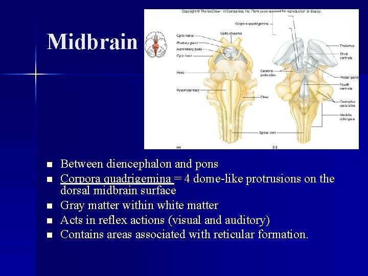 Midbrain n n Between diencephalon and pons Corpora quadrigemina = 4 dome-like protrusions on