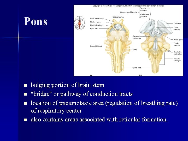 Pons n n bulging portion of brain stem "bridge" or pathway of conduction tracts