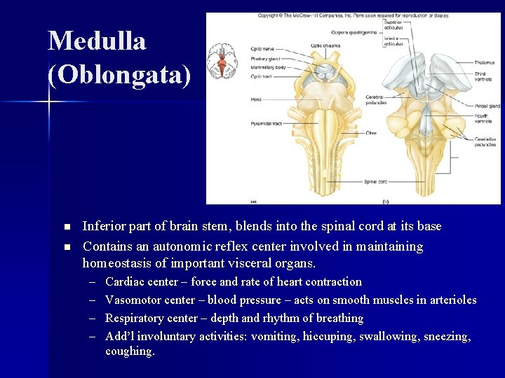 Medulla (Oblongata) n n Inferior part of brain stem, blends into the spinal cord