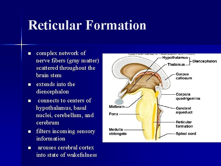 Reticular Formation n n complex network of nerve fibers (gray matter) scattered throughout the