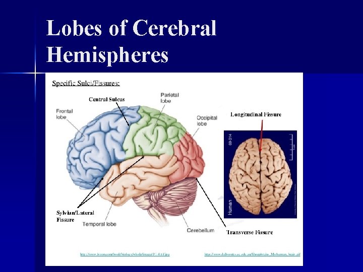 Lobes of Cerebral Hemispheres 