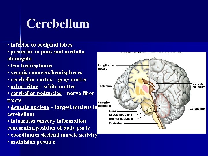 Cerebellum • inferior to occipital lobes • posterior to pons and medulla oblongata •