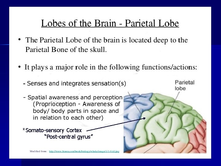 *Somato-sensory Cortex “Post-central gyrus” 