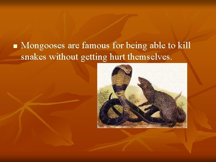 n Mongooses are famous for being able to kill snakes without getting hurt themselves.
