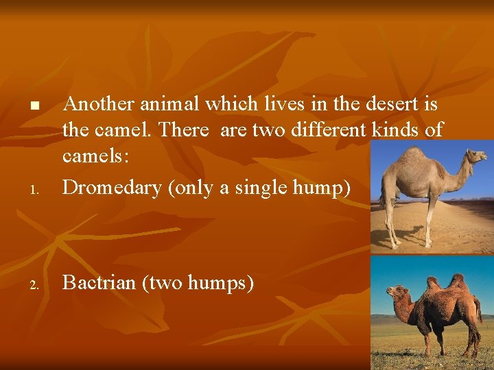 1. Another animal which lives in the desert is the camel. There are two