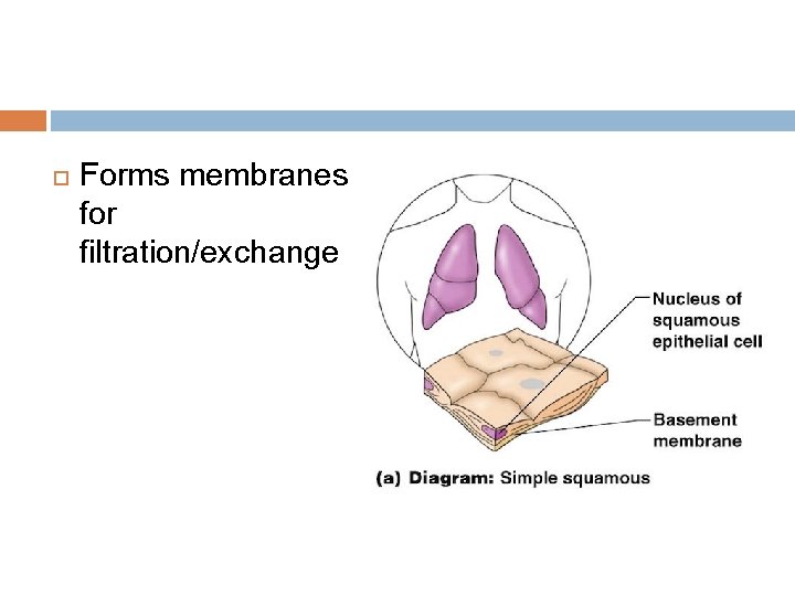  Forms membranes for filtration/exchange 