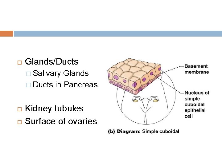  Glands/Ducts � Salivary Glands � Ducts in Pancreas Kidney tubules Surface of ovaries