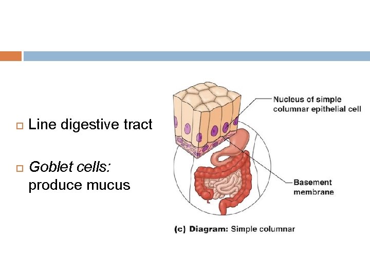  Line digestive tract Goblet cells: produce mucus 