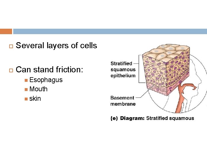  Several layers of cells Can stand friction: Esophagus Mouth skin 
